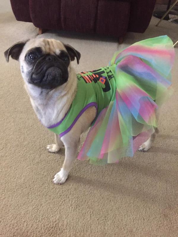 /Images/uploads/PUG NATION RESCUE OF LOS ANGELES/pugnationcalendar/entries/2541thumb.jpg